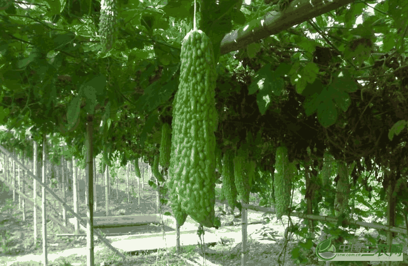 苦瓜定植后的管理技术有哪些(苦瓜定植后的管理技术与管理)